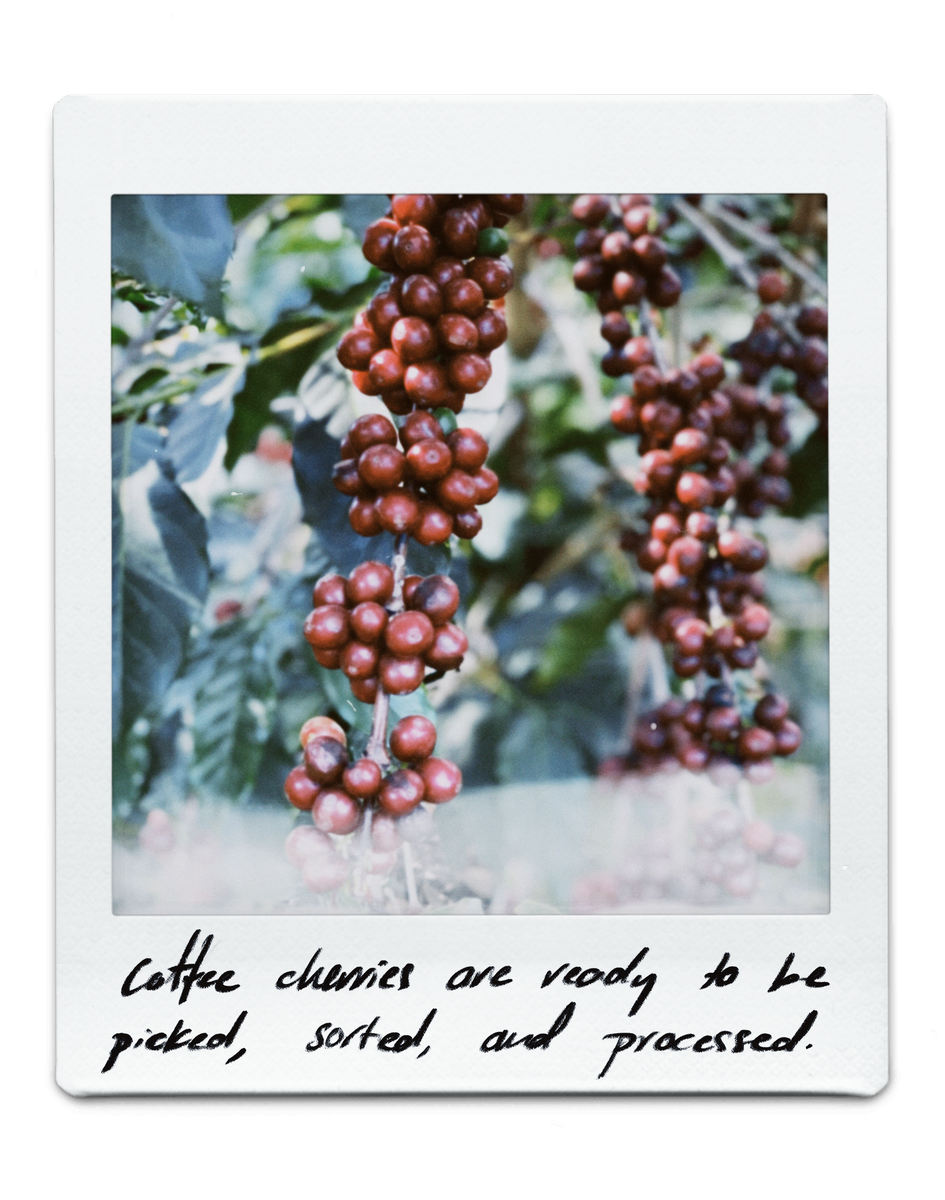 Guatemala Concepción Buena Vista – Captain + Stoker